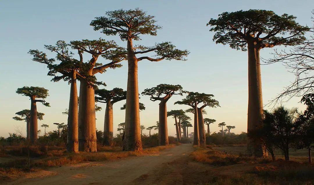 猴面包树油 Adansonia digitata