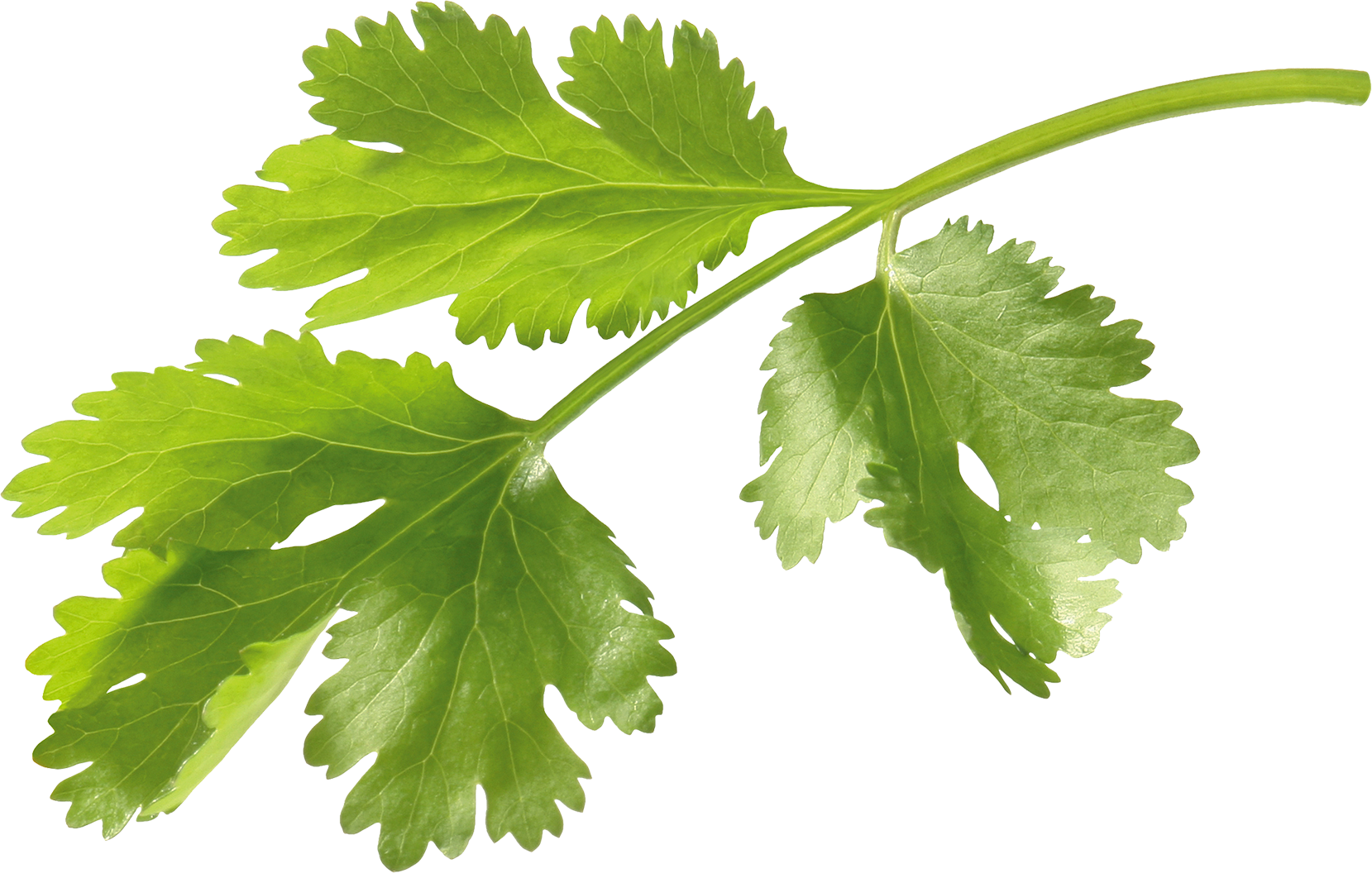 芫荽叶coriandrum sativum(leaf)
