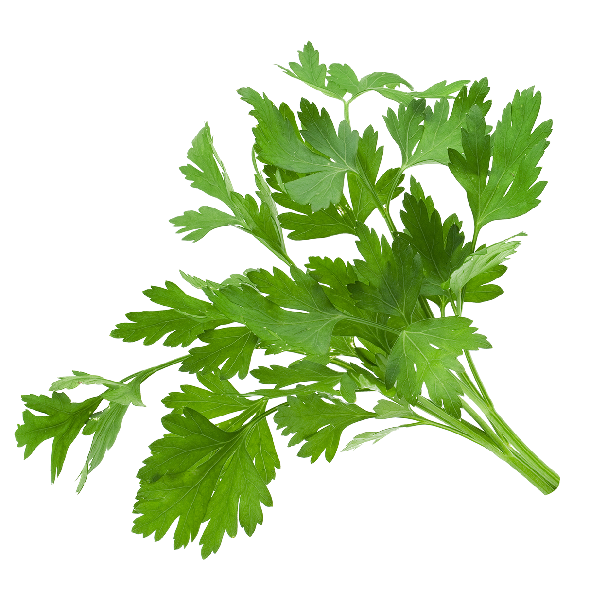 欧芹叶Petroselinum crispum